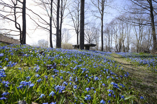 Blue beauty