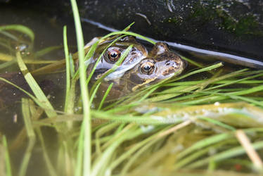 Two mating frogs in a pond