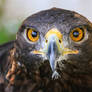 Golden Eagle Eyes