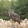 Eagle-Owl 2b2a1279