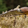 Red-Tailed Hawk 2b2a1754