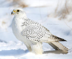 Winter Gyrfalcon