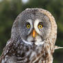 Great Grey Owl