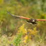 Field Flight - Harris Hawk