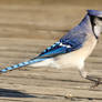 Hopscotch Blue Jay