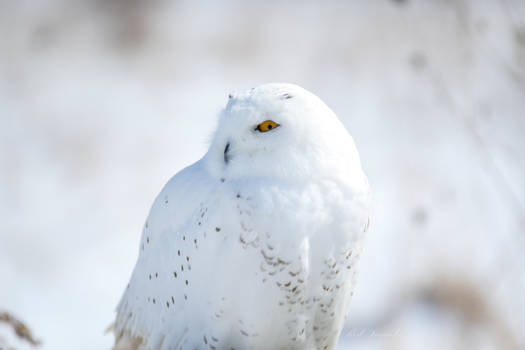 Camouflage: Snowy Owl