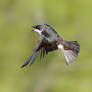 Tree Swallow