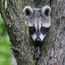 Trash Panda