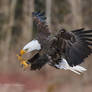 Bald Eagle Strike Pose