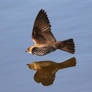 Northern Rough-Winged Swallow