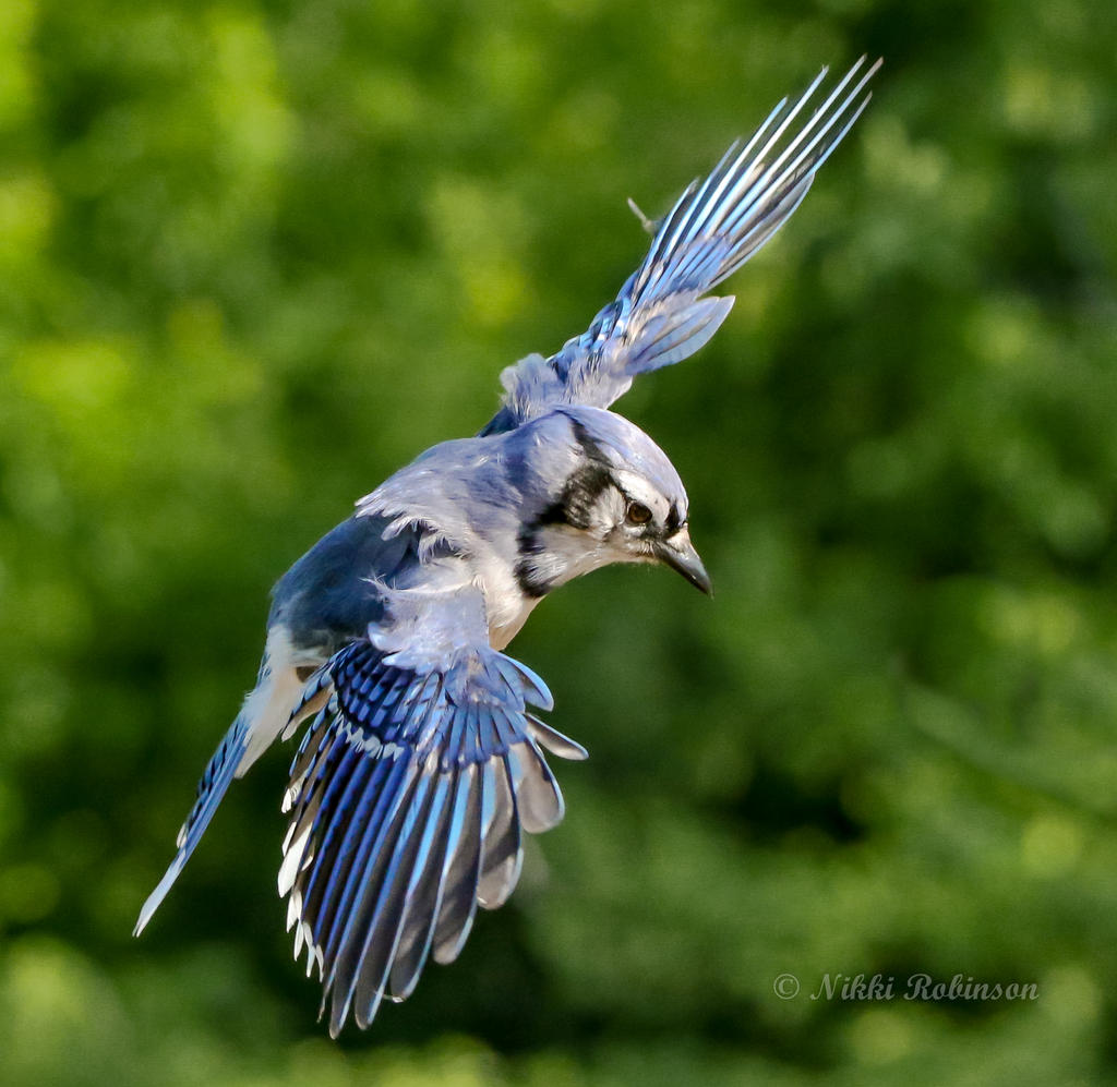 668 Blue Jay Flying Stock Photos, High-Res Pictures, and Images