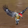 Epic Red-bellied Woodpecker