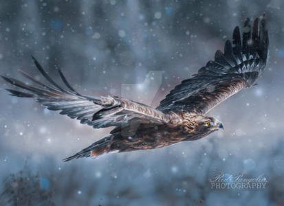 Golden Eagle Snowy Flight