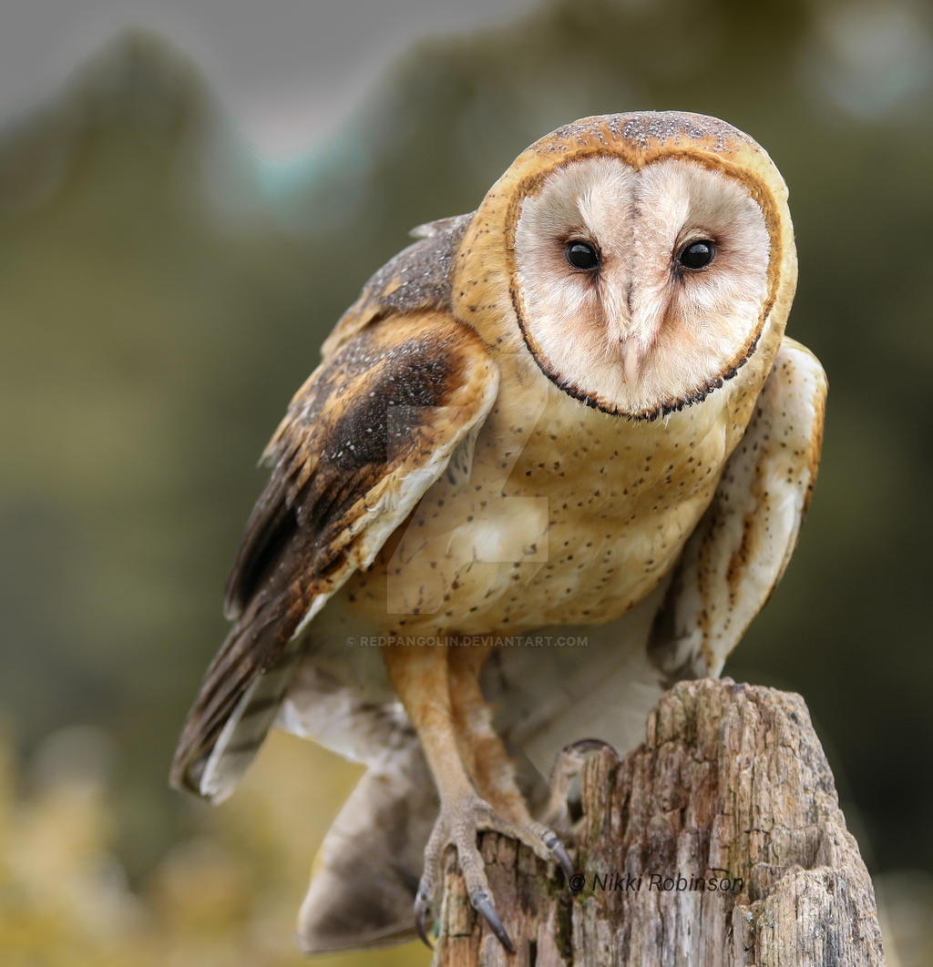 Wish Keeper by RedPangolin on DeviantArt