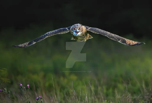 Field Of Owls - Eagle-owl