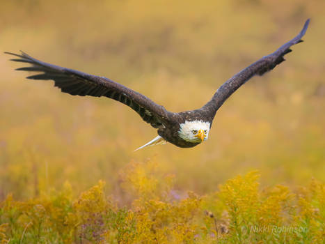 Field Flight - Bald Eagle