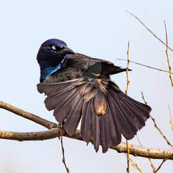 Grackle Conjuring