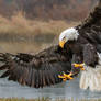 Bald Eagle Landing