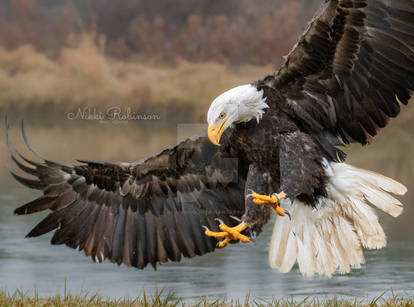 Bald Eagle Landing