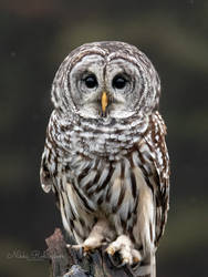 Barred Owl Gaze