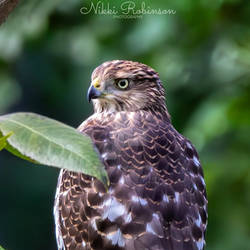 Spring Cooper's Hawk