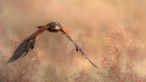 Fantasy Flight Harris Hawk I