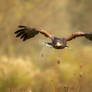 Fantasy Flight Harris Hawk II