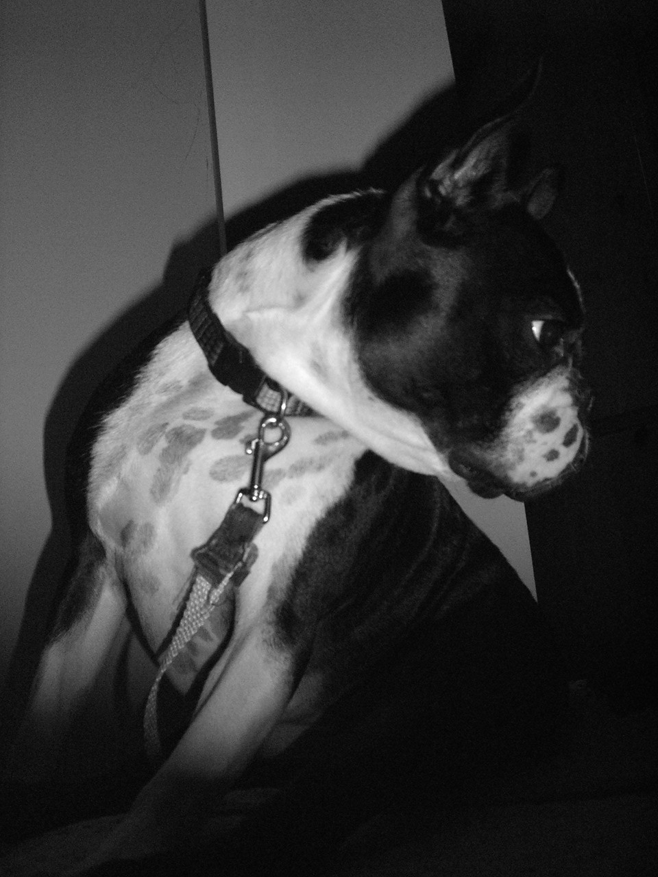 Black and White Boston