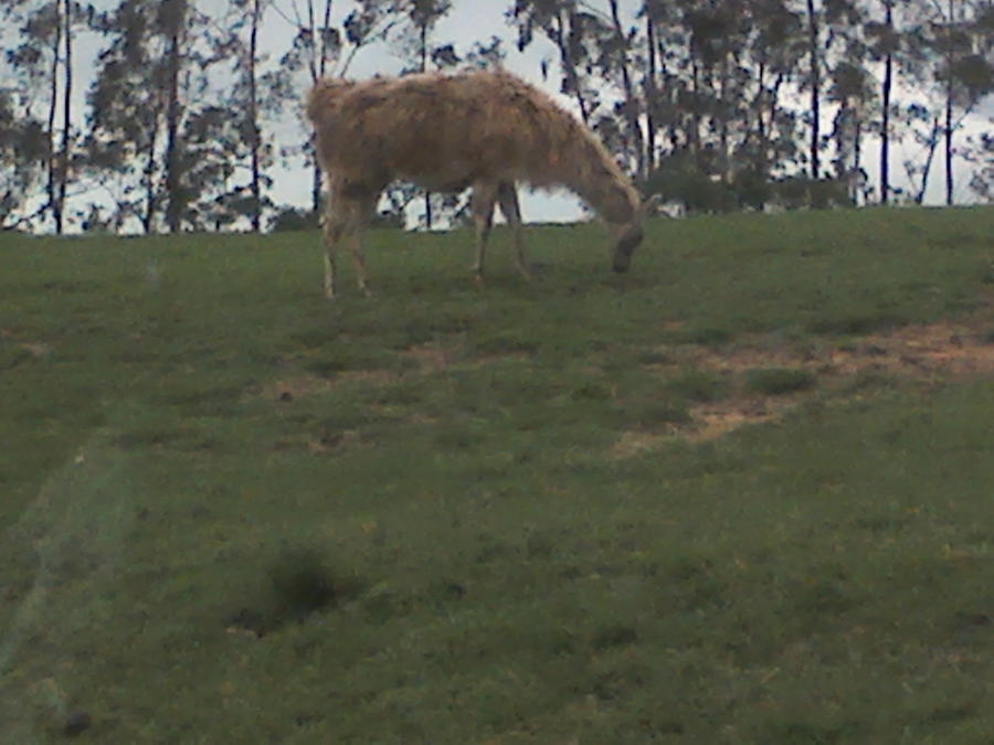 Delicious Grass