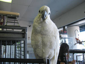 Elenore the Cockatoo