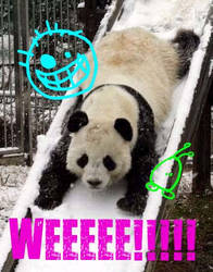 Panda's can slide too...