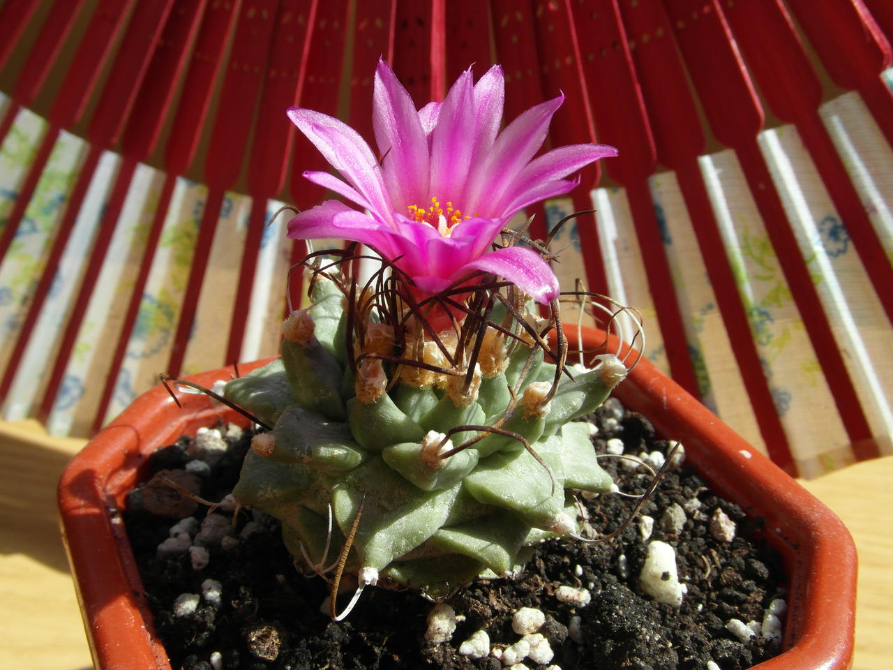 Cactus (Ta) with 1 pink flower (14 08m 31) #37