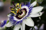 Passionflower by HeavenlyDesaster