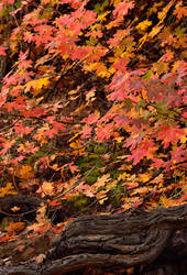 Zion Fall Colors