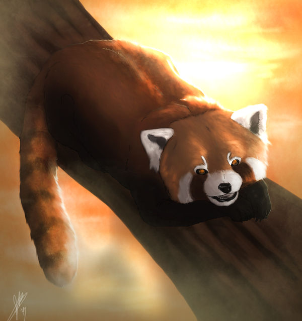 Red Panda. by Drakitaa on DeviantArt