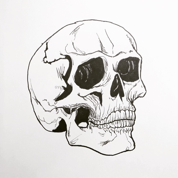 Human Skull Sketch