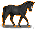 Dressage horse