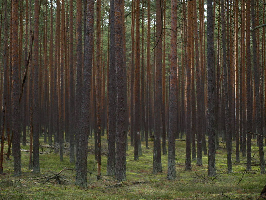 Forest Gradient by 21stschizoidman on DeviantArt