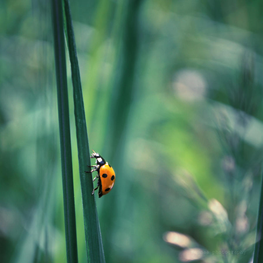 ladybug