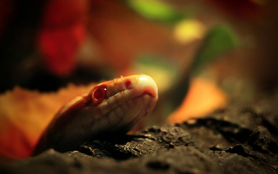 Snake Hello hello, I'm snake. by Menekah on DeviantArt