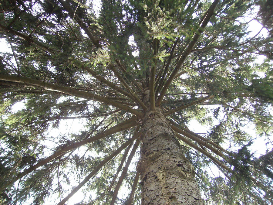 Treeview From Up up view of tree by LuchiaNoname on DeviantArt