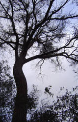 stalk of gum tree, melbourne