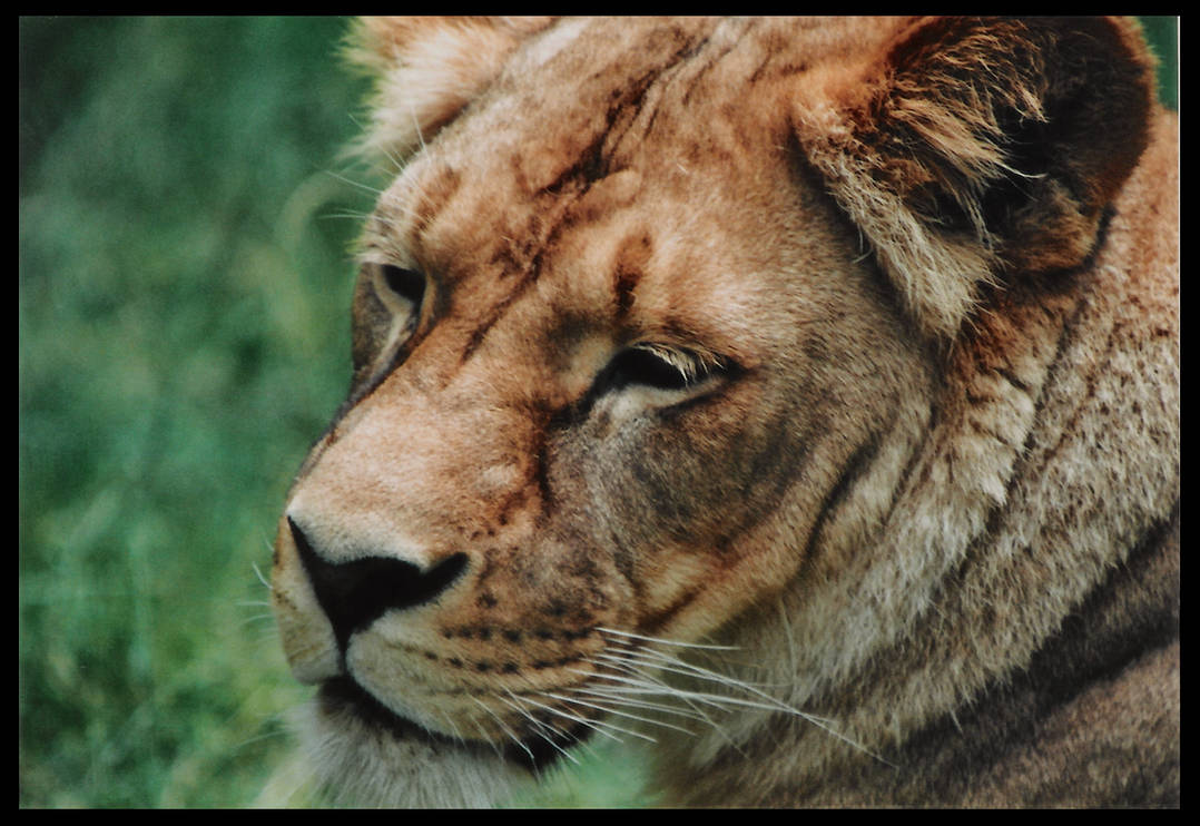 Kimba portrait II by kusame on DeviantArt