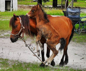 Mother and Son