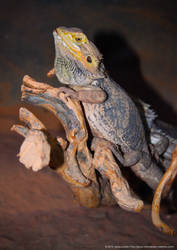 Pogona 2 by JWabbit