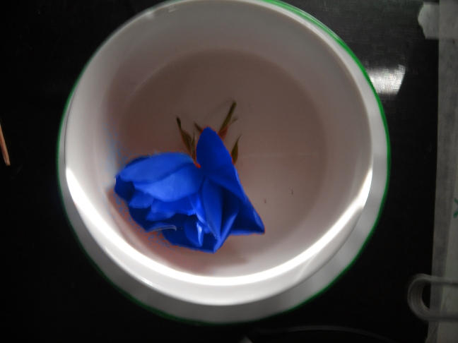 An Alien Rose by HollyGoLightly19 on DeviantArt