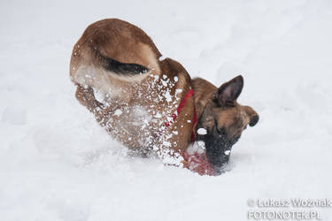 Fotonotek dog puppy olivier -0196