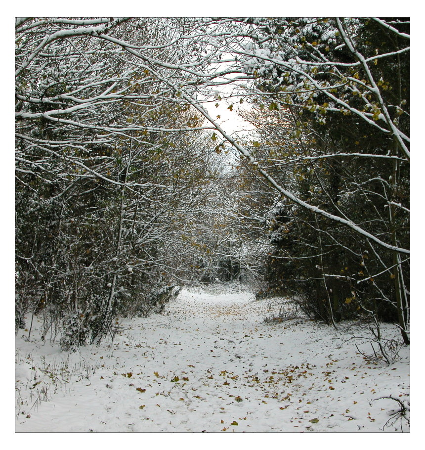 White Leafy Lane