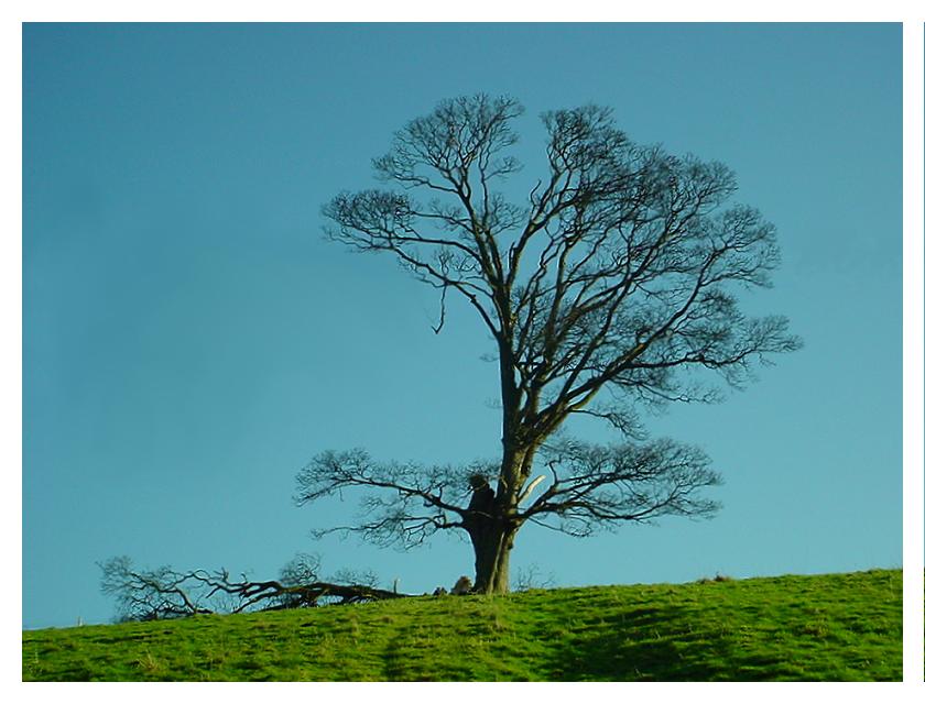 Big Tree Profile