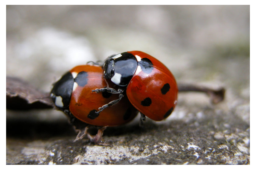 Ladybird Love